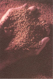 geschekrnerscan.jpg